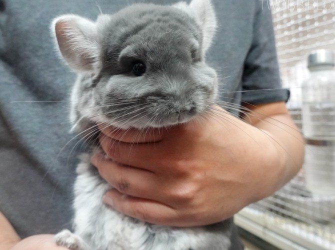 龍貓飼養環境